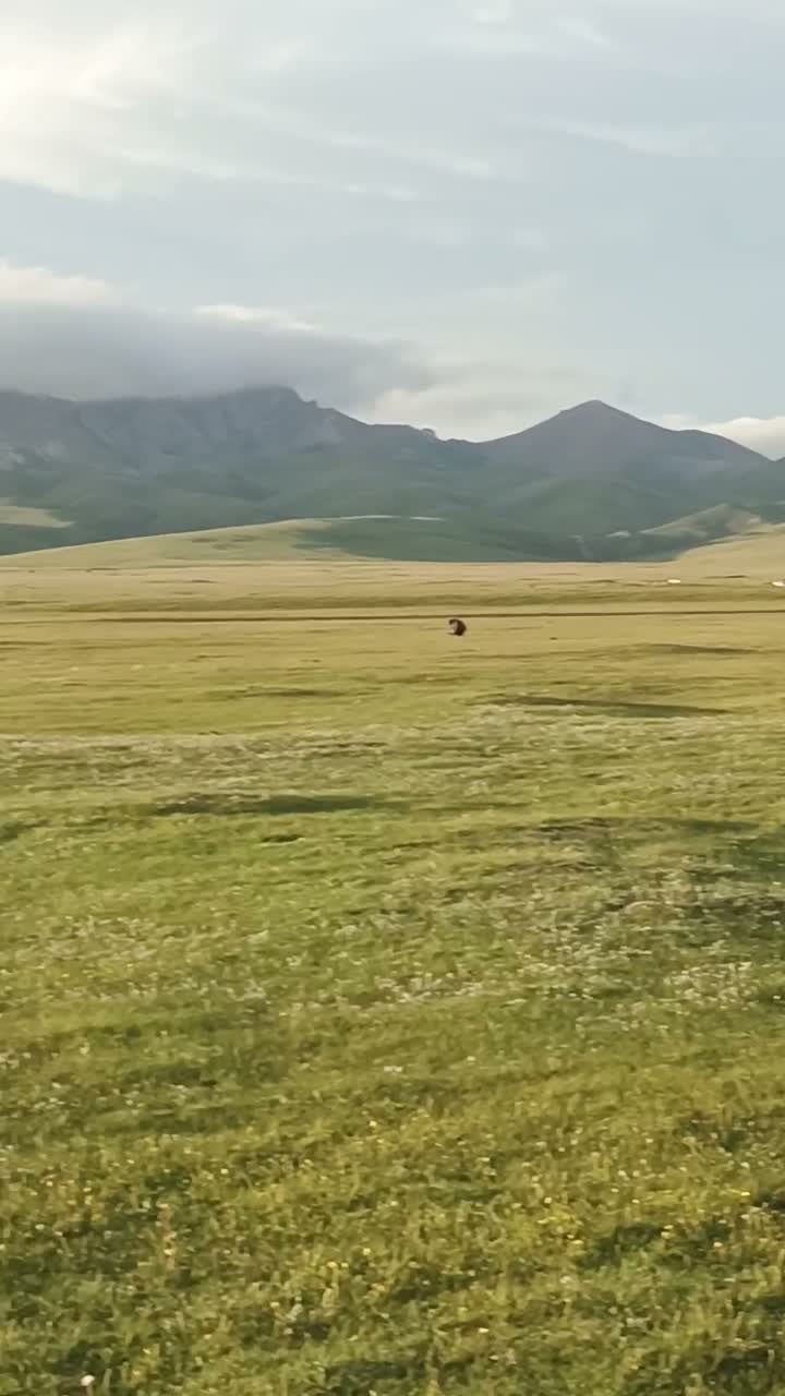 Open jailoo grassland and yurts in the mountains